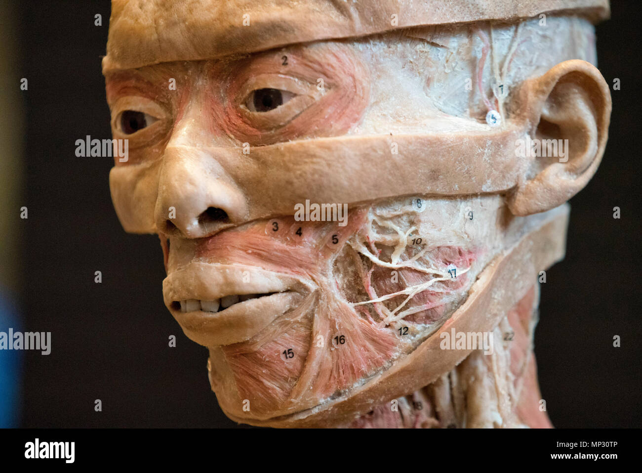 Anatomie eines echten menschlichen Kopf Stockfoto