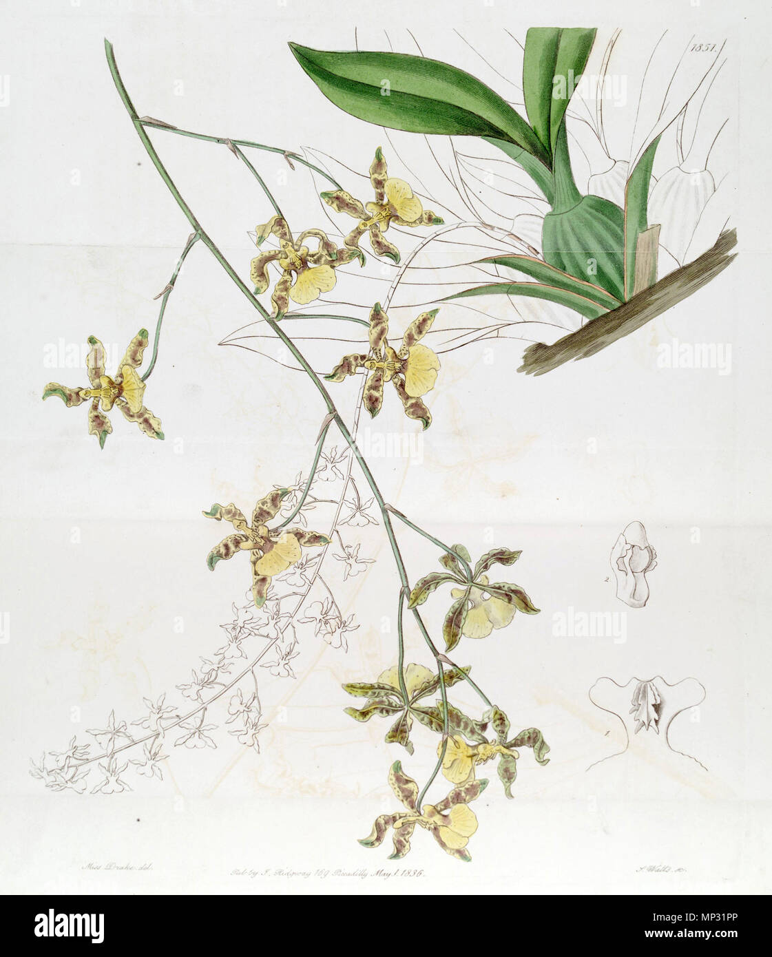 . Oncidium altissimum (jacq.) Sw (Diese Zeichnung ist nicht Oncidium baueri, siehe Begriffsklärung Seite Oncidium altissimum). 1836. Miss Drake (1803-1857) Del., J. Watt sc. 942 Oncidium altissimum (jacq.) Sw. - Edwards vol 22 pl 1851 (1836) Stockfoto
