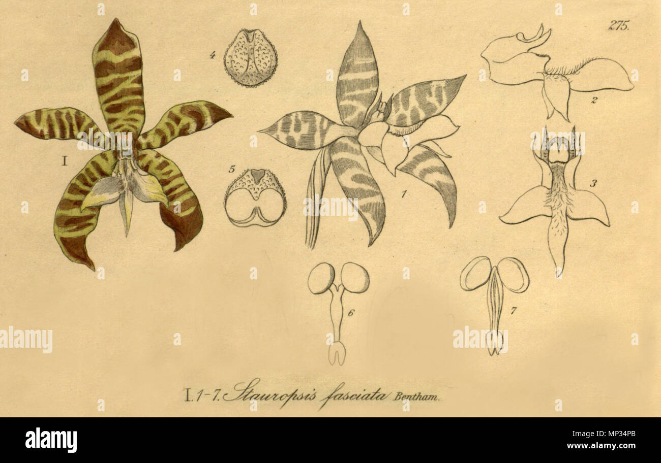 . Abbildung: Staurochilus fasciatus (syn. Stauropsis Fasciata). 1900. Heinrich Gustav Reichenbach (1824 - 1889) Alternative Namen Rchb.f. Beschreibung German-Saxon pteridologist, Botaniker, Ornithologen und Hochschullehrer Geburtsdatum / Tod am 3. Januar 1824 6. Mai 1889 Ort der Geburt / Todes Dresden Hamburg Arbeitsort Leipzig Authority control: Q 62820 VIAF: 77066171 ISNI: 0000 0000 8396 1069 79125882 LCCN: n NLA: 35749194 Botaniker: Rchb.f. WorldCat 1141 Staurochilus fasciatus (syn. Stauropsis fasciata) - Schneiden von Xenia 3 PL 275, Abb. II. Stockfoto