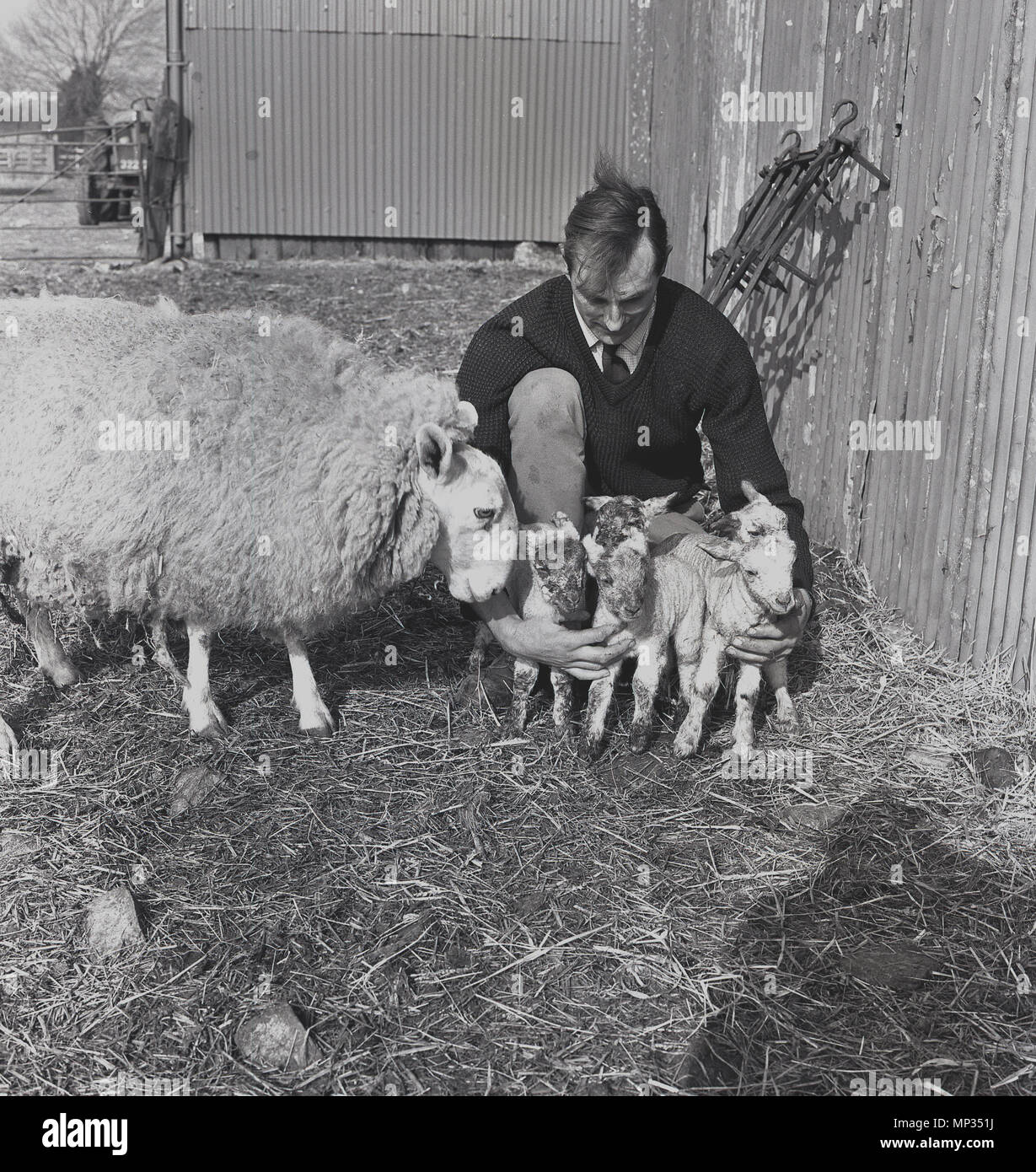 1964, einen männlichen Landwirt kniete auf Stroh Betten auf seiner Farm hält fünf neu geborenen Lämmer, während die schützende Mutter, die Ewe, die weibliche Schafe, ihnen nahe steht, England, UK. Stockfoto