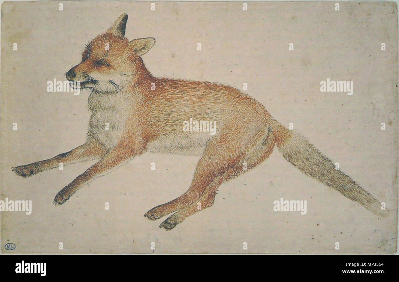 Francais Renard Mort Couche Sur Le Flanc Droit La Tete Tournee La Gauche 15 Jahrhundert Vers 1005 Pisanello Codex Vallardi 2423 Stockfotografie Alamy
