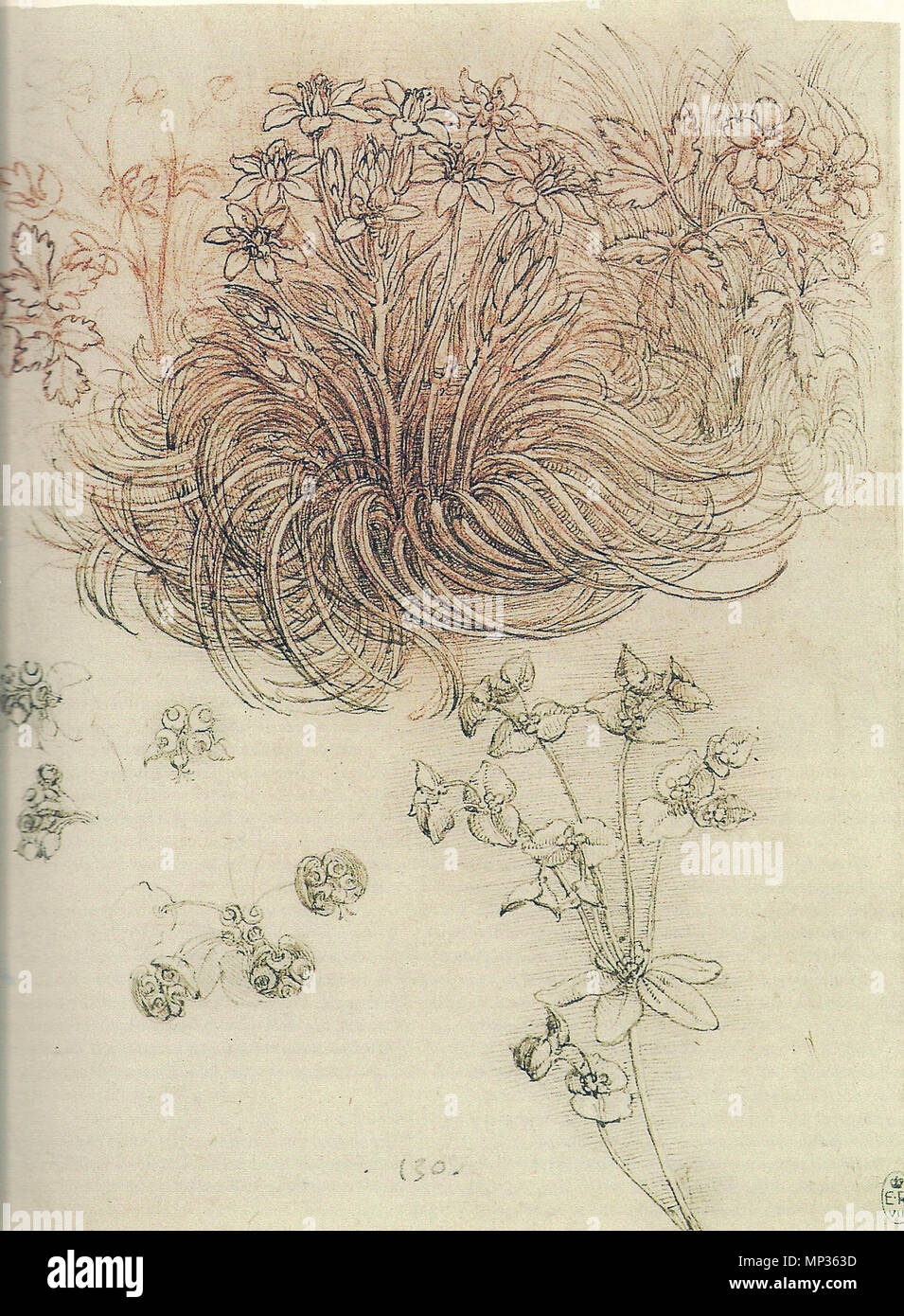 . Englisch: Zeichnung eines botanischen Studie, Ornithogalum (Stern von Bethlehem). Ende 15 - Anfang des 16. Jahrhunderts. Leonardo da Vinci (1452 - 1519) Alternative Namen Leonardo di ser Piero da Vinci, Leonardo Beschreibung italienischer Maler, Ingenieur, Astronom, Philosoph, Anatom und Mathematiker Geburtsdatum / Tod 15. April 1452 vom 2. Mai 1519 Ort der Geburt / Todes Anchiano Clos Lucé Arbeit Periode von 1466 bis 1519 Standort Florenz (1466-1482), Mailand (1483 - 1499), Mantua (1499), Venedig (1500), Florenz (1500 - 1506), Mailand (1506 - 1513), Florenz (1507 - 1508), in Rom (1513-1516), Amboise (1513- Stockfoto