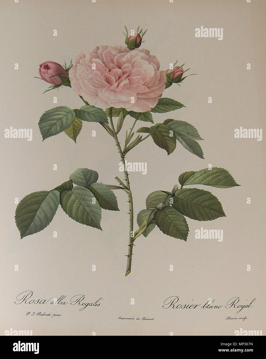 . Deutsch: "Rosa Alba Regalis", Aquarell von Pierre-Joseph Redouté (1759-1840); private Sammlung. 11. Juli 2010. Georges Jansoone (JoJan) - Artwork von Pierre-Joseph Redouté 1072 Rosa Alba Regalis 001 Stockfoto