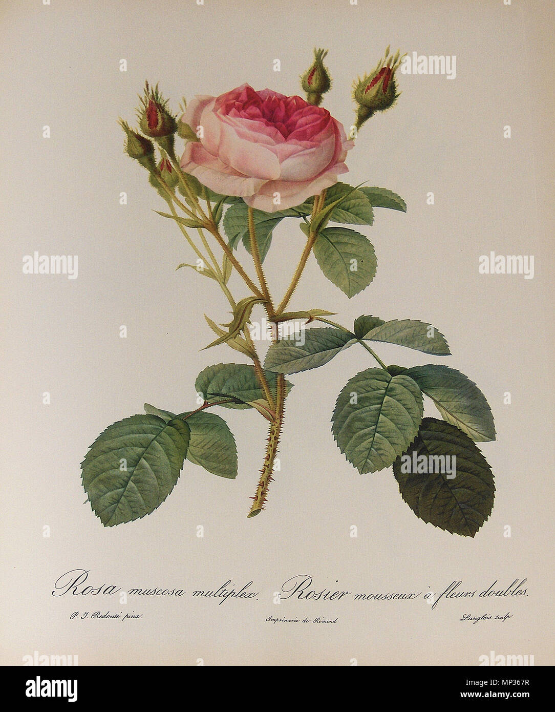 . 'Rosa muscosa Multiplex", Aquarell von Pierre-Joseph Redouté (1759-1840); private Sammlung. 11. Juli 2010. Georges Jansoone (JoJan) - Artwork von Pierre-Joseph Redouté 1072 Rosa muscosa Multiplex 001 Stockfoto