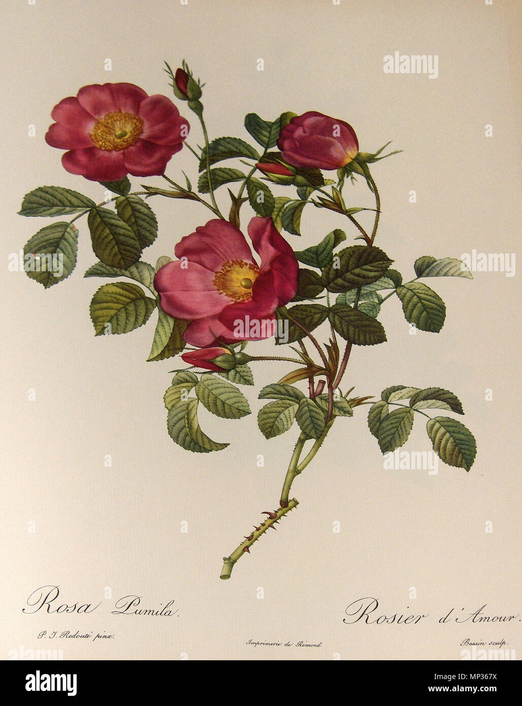 . 'Rosa pumila", Aquarell von Pierre-Joseph Redouté (1759-1840); private Sammlung. 11. Juli 2010. Georges Jansoone (JoJan) - Artwork von Pierre-Joseph Redouté 1072 Rosa pumila 001 Stockfoto