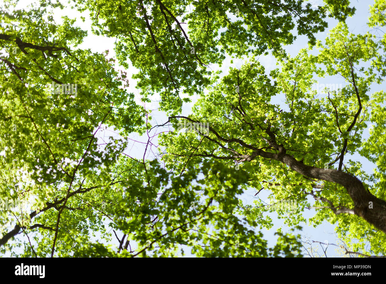 Die warme Sonne scheint durch die Baumkronen des Hohen Buche. Stockfoto