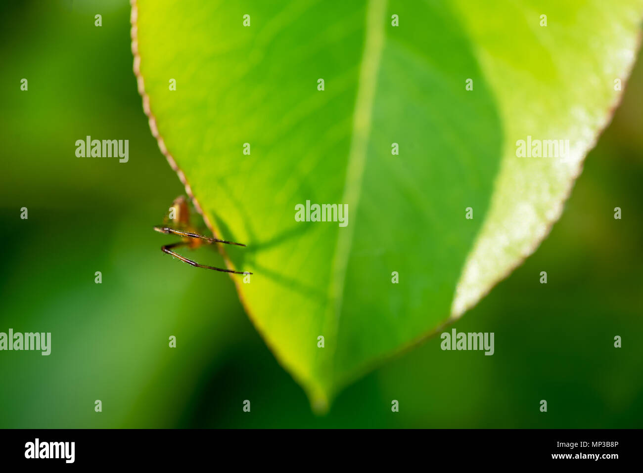 Eine Spinne auf einem grünen Blatt - symbolisiert Arachnophobia. Stockfoto