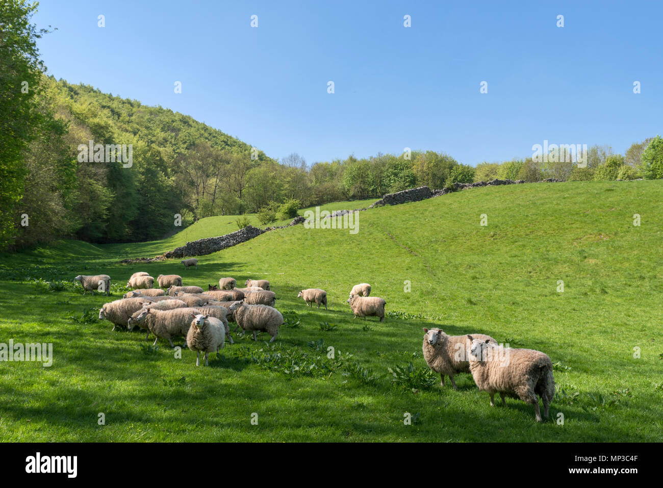 Herde von Schafen durch einen öffentlichen Fußweg in der Nähe von Ashford-im-Wasser, Peak District, Derbyshire, England, Großbritannien Stockfoto