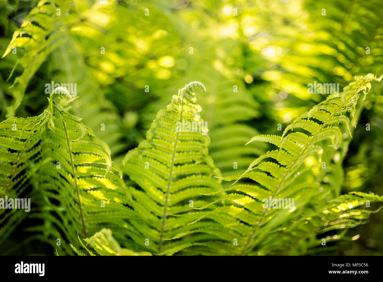 Schöne Farnblätter mit fiddleheads grünes Laub natürlichen Blumen Farn bush Hintergrund im Sonnenlicht. Stockfoto