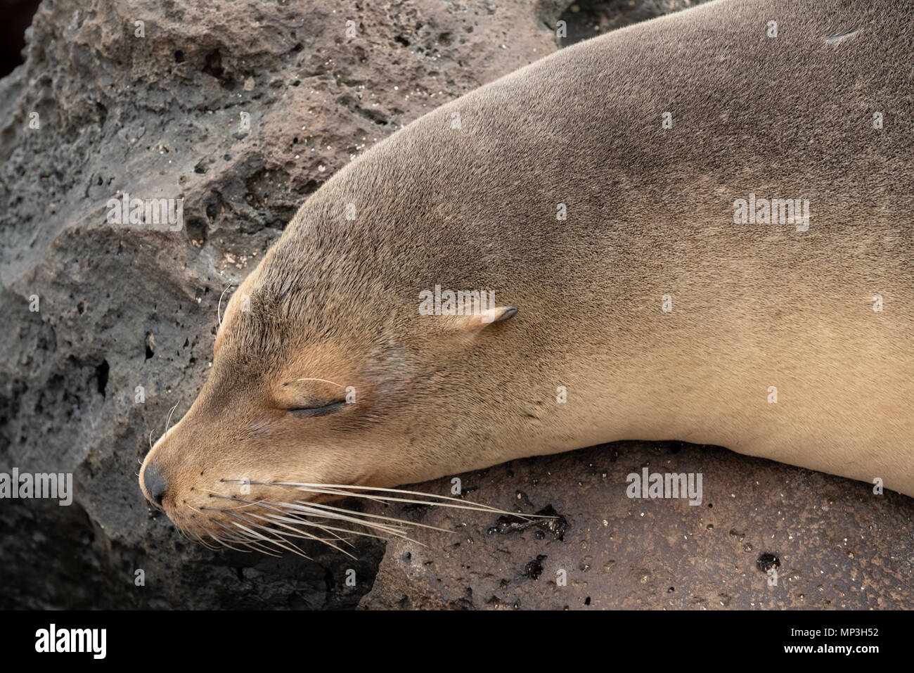 Sea Lion Festlegung auf einem Felsen an der Küste der Insel San Cristobal Galapagos, Ecuador. Stockfoto