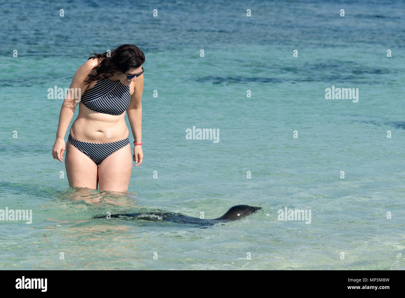 Junge Seelöwen, eine Frau auf einem Strand, Insel San Cristobal Galapagos, Ecuador. Stockfoto