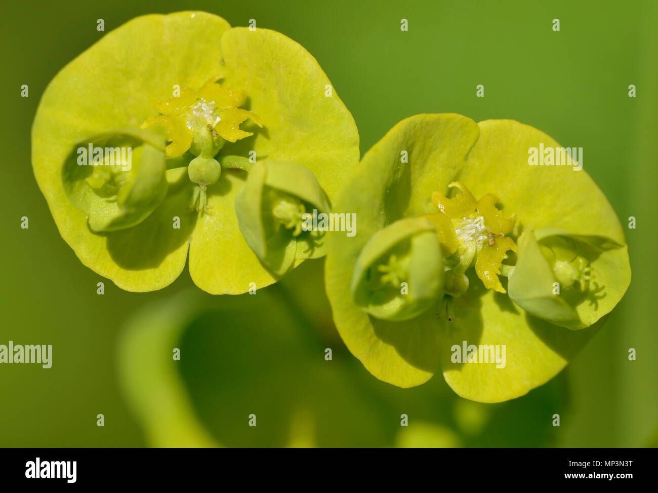 Holz-Wolfsmilch - Euphorbia Amygdaloides Nahaufnahme von Blumen Stockfoto