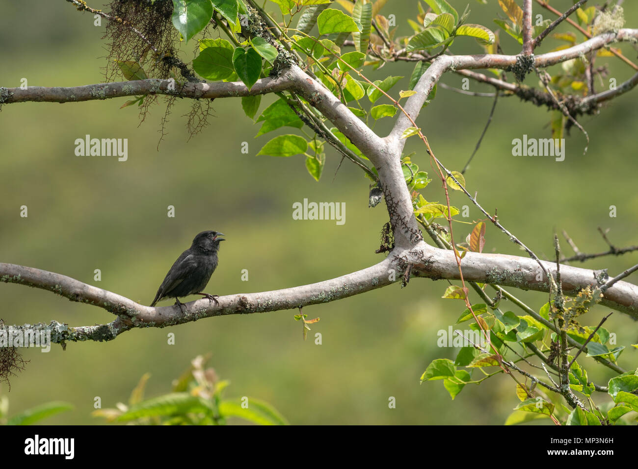 Medium Grundfinken, Vulkan Sierra Negra, Isabela Island, Galapagos, Ecuador. Stockfoto