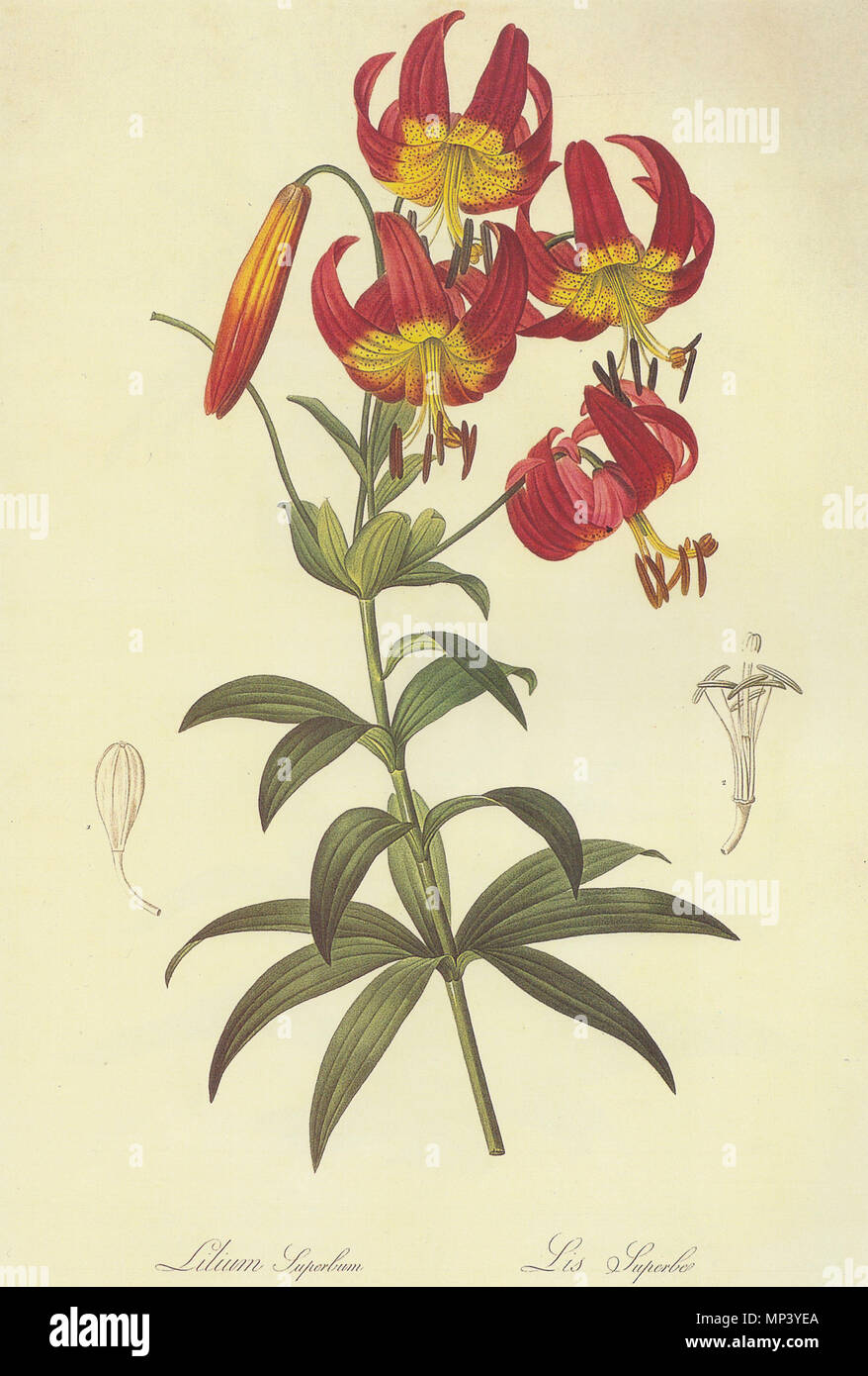 . Lilium 'lilac Lithographie. Pierre-Joseph Redouté (1759 -) Beschreibung der französische Botaniker, Maler, botanische Illustrator, Grafiker und Redakteur Geburtsdatum / Tod 10. Juli 1759 vom 20. Juni 1840 Ort der Geburt / Todes Saint-Hubert, Luxemburg (heute Belgien) Paris arbeiten Ort: Frankreich Authority control: Q 551638 VIAF: 46766391 ISNI: 0000 0001 2096 0525 ULAN: 500005678 LCCN: n 79018443 Botaniker: Redouté WorldCat 810 Lilium 'Lilac (Lithographie, Pierre-Joseph Redoute) Stockfoto