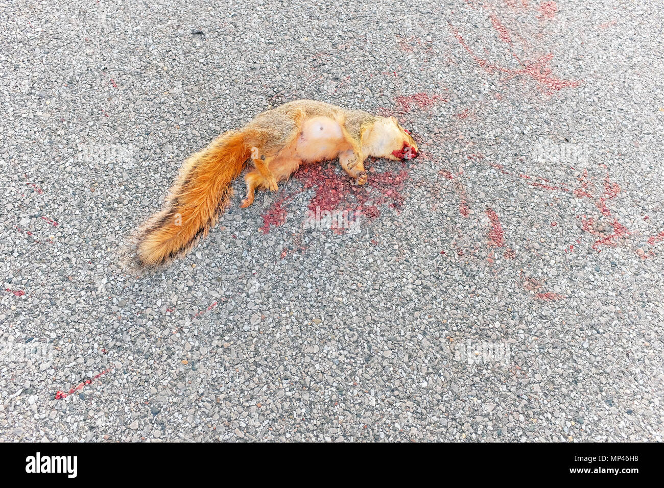 Sciurus Carolinensis, der östlichen graue Eichhörnchen, tot auf einer asphaltierten Straße vor kurzem getroffen und von einem Fahrzeug getötet. Stockfoto