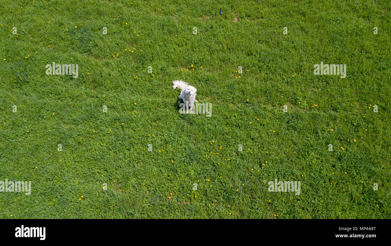 Maremma Schäferhund, Lime Kiln Farm, 1512, 523 Kalkofen Rd, West Coxsackie, Greene County, NY 12192 Stockfoto