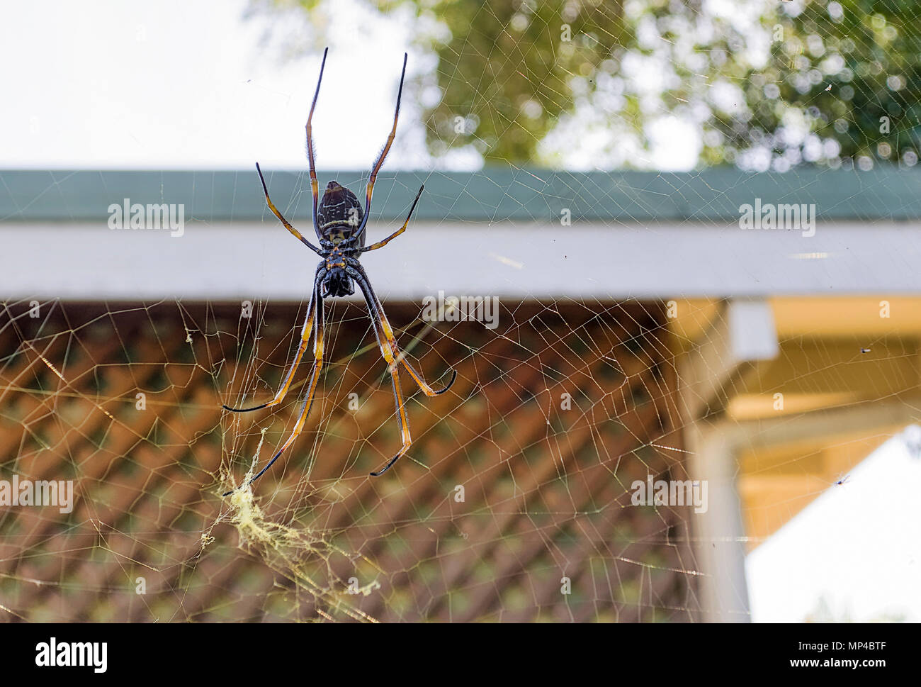 Vert in Queensland, die Spinne baut ein incredibally strong Web. Selbst große Insekten haben Mühe, die Flucht seiner Web Stockfoto