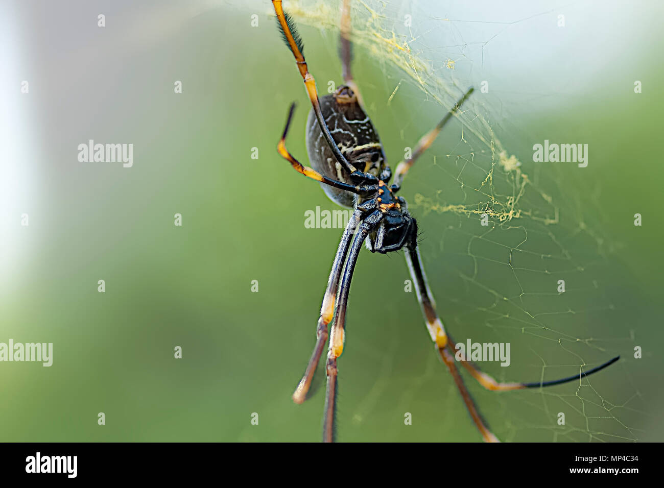 Sehr häufig in Queensland Hinterhöfen. Warten auf Insekten, seine Beute zu werden. Stockfoto