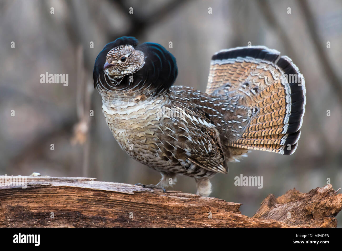 Ein männlicher Vari Grouse im Frühjahr in Minnesota Stockfoto