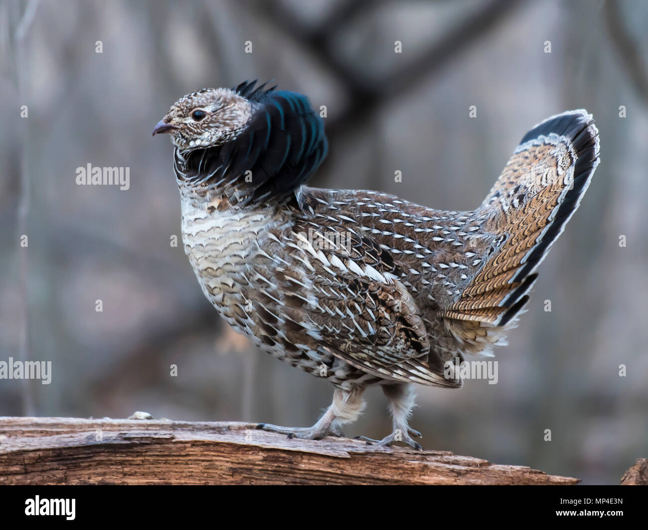 Ein männlicher Vari Grouse im Frühjahr in Minnesota Stockfoto