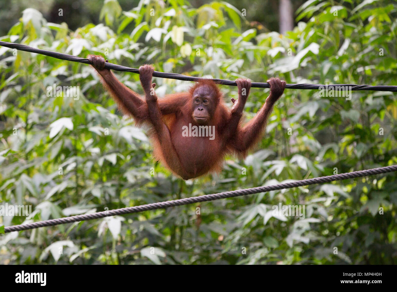Orang-utan im Sepilok Rehabilitation Centre im malaysischen Bundesstaat Sabah auf der Insel Borneo. Stockfoto
