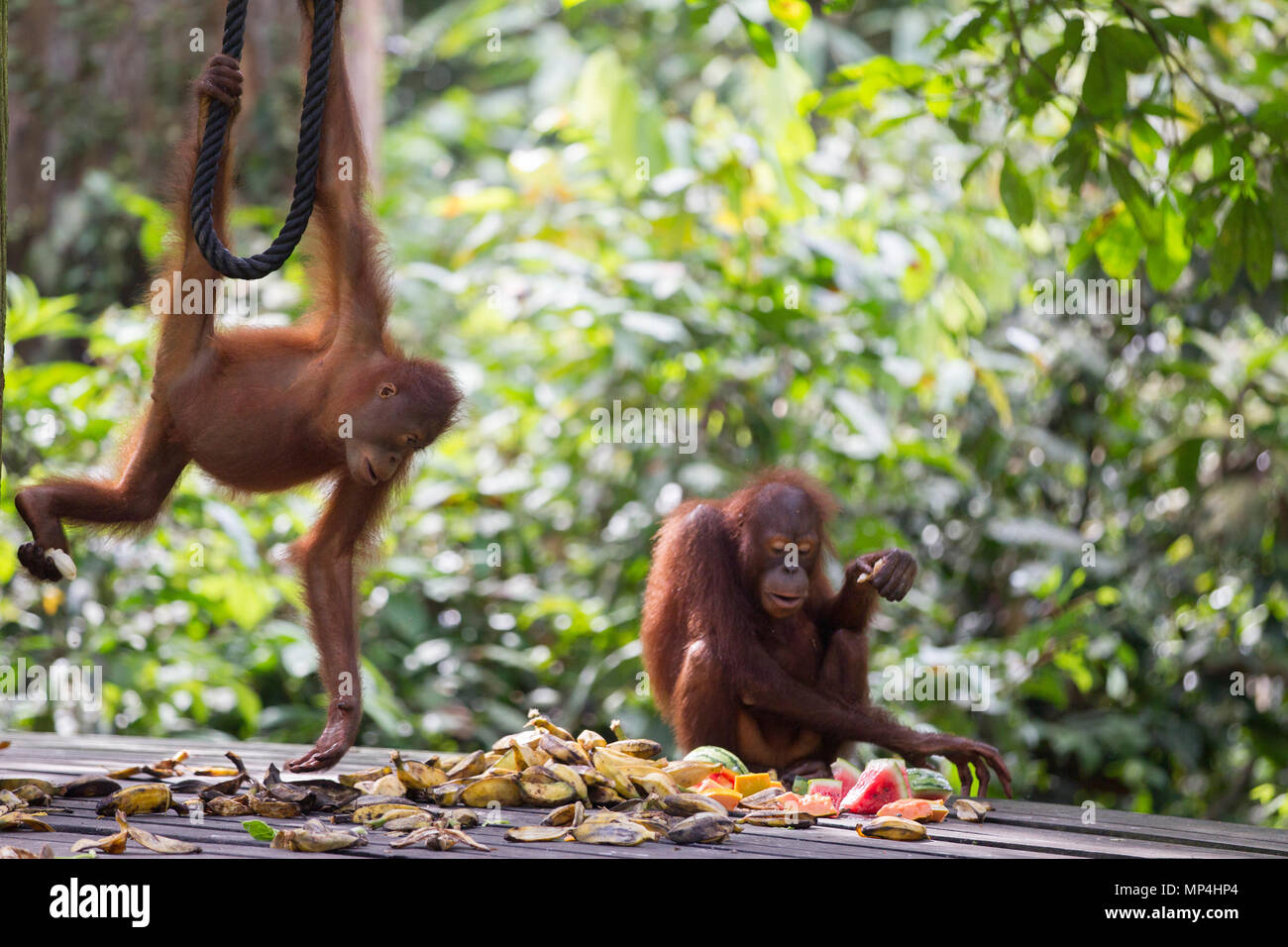 Orang-utan im Sepilok Rehabilitation Centre im malaysischen Bundesstaat Sabah auf der Insel Borneo. Stockfoto