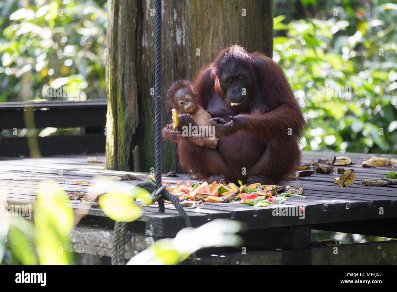 Orang-utan im Sepilok Rehabilitation Centre im malaysischen Bundesstaat Sabah auf der Insel Borneo. Stockfoto