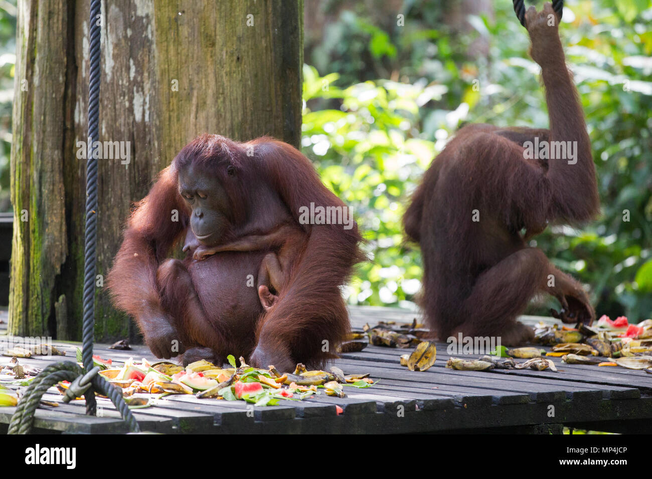 Orang-utan im Sepilok Rehabilitation Centre im malaysischen Bundesstaat Sabah auf der Insel Borneo. Stockfoto