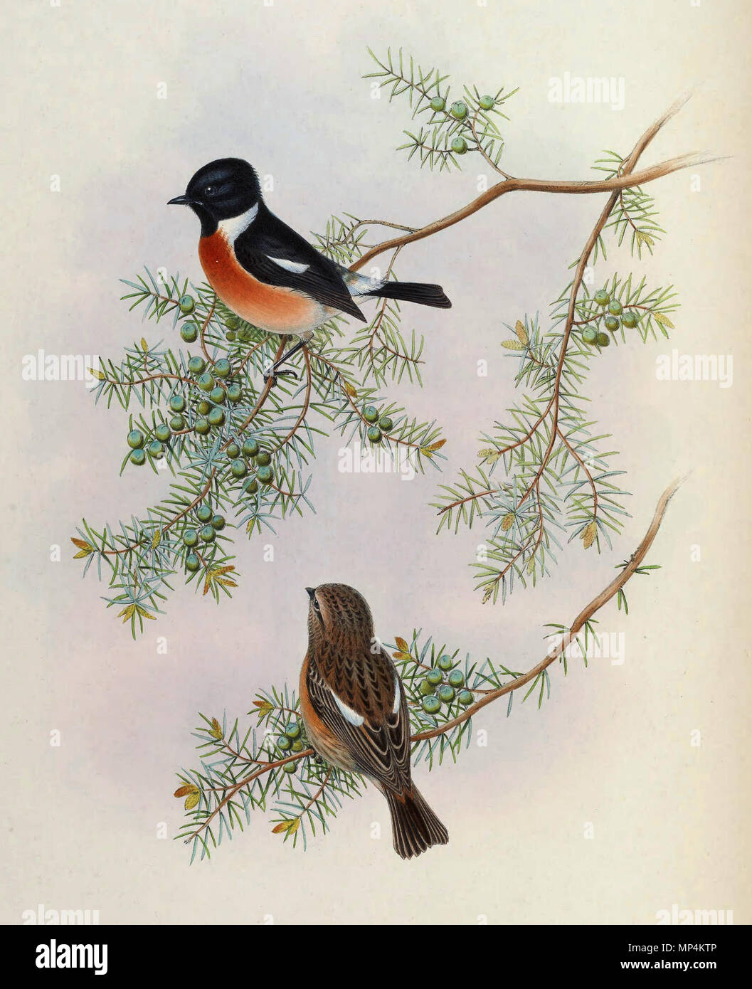 . Saxicola Maurus indicus, Juniperus formosana. Von den Vögeln in Asien (John Gould), Band 4. 22 April 2013, 12:36 (UTC). BirdsAsiaJohnGoIVGoul 0144.jpg: John Gould (1804 - 1881) Alternative Namen Gould Beschreibung britischer Zoologe Geburtsdatum / Tod 14. September 1804 vom 2. März 1881 Ort der Geburt / Todes Lyme Regis London Authority control: Q 313787 VIAF: 29597222 ISNI: 0000 0001 2125 9888 ULAN: 500006638 79100355 LCCN: n NLA: 35137514 WorldCat 1098 Saxicola Maurus indicus auf Juniperus formosana - Gould Stockfoto