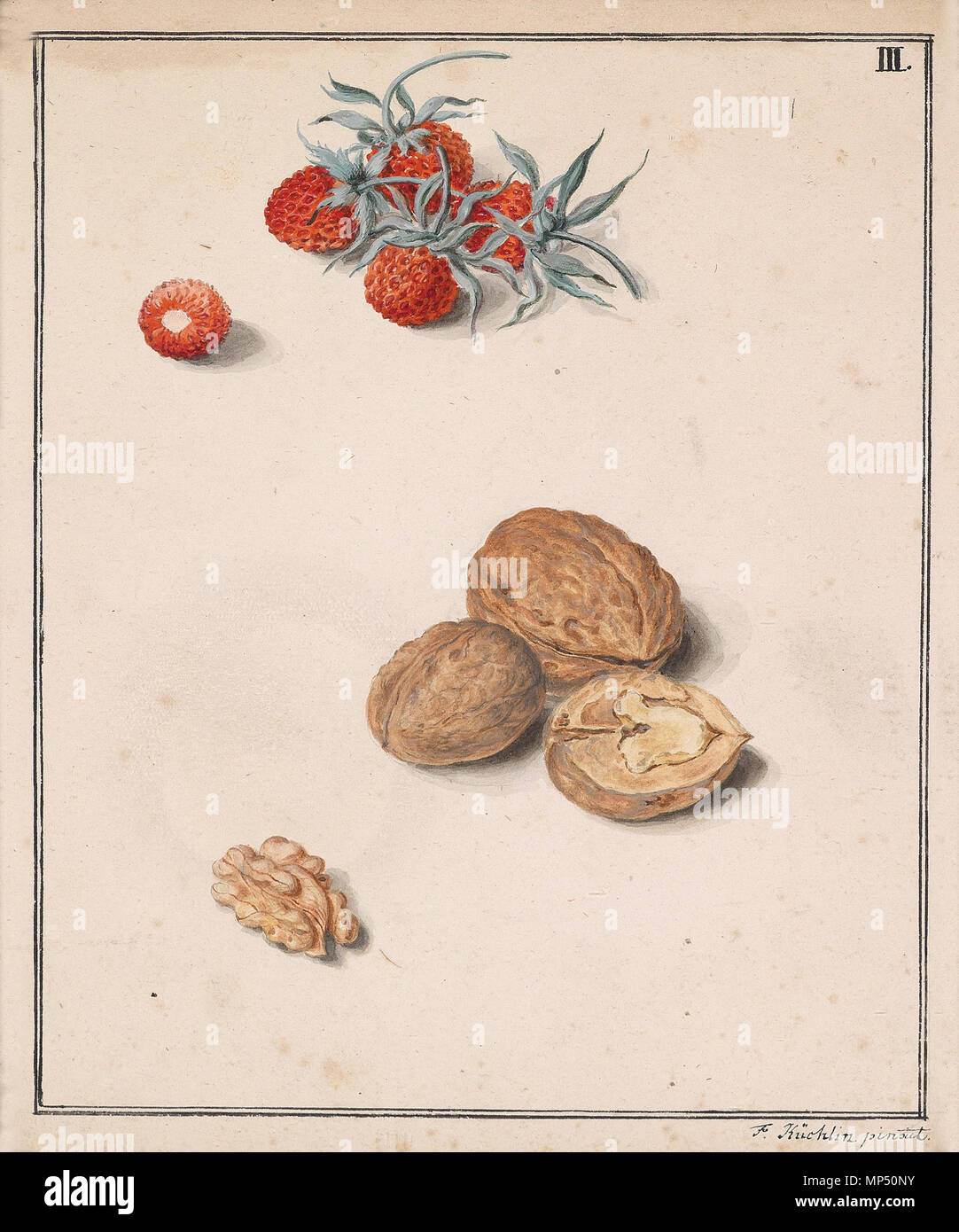 780 Küchlin Walderdbeeren und Walnuss Stockfoto