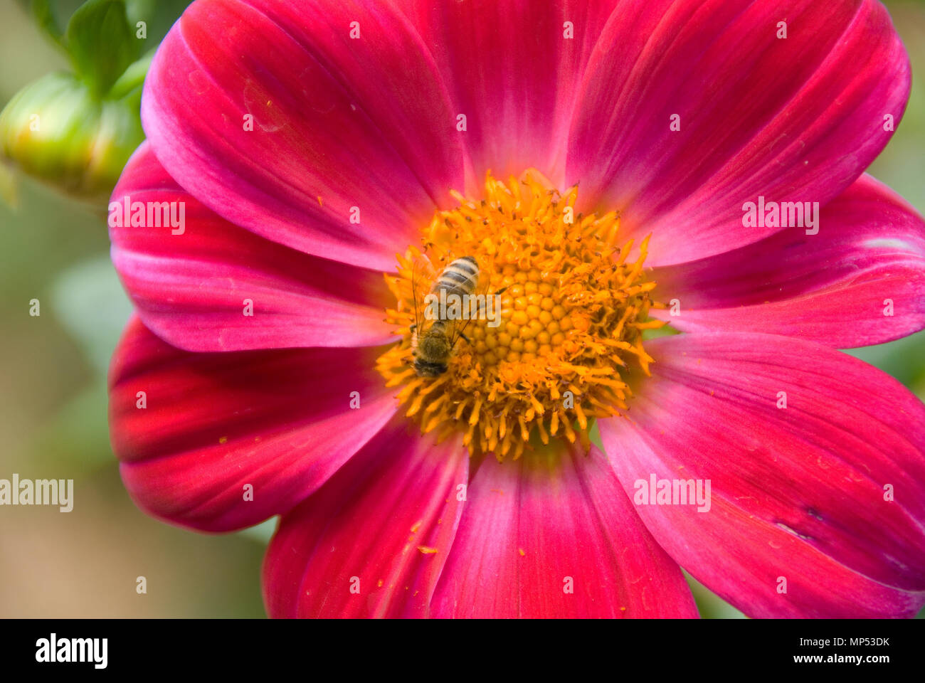 Nahaufnahme einer Biene auf einer rosa Dahlie Blume. Stockfoto