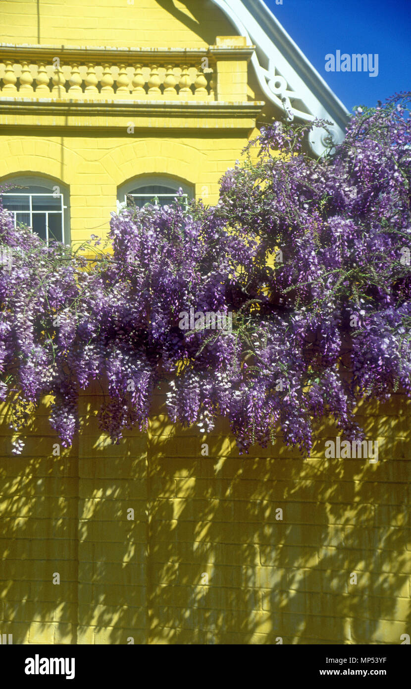 WISTERIA IMMER ENTLANG DER VORDERSEITE EINES gelb gestrichenen Haus, Australien Stockfoto