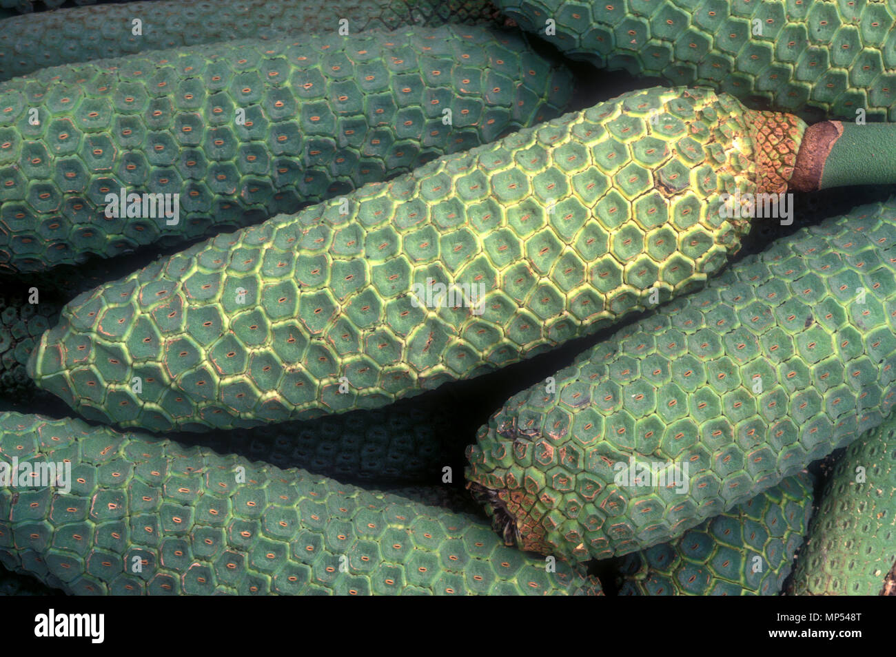 Fruit of monstera deliciosa -Fotos und -Bildmaterial in hoher Auflsung   Alamy