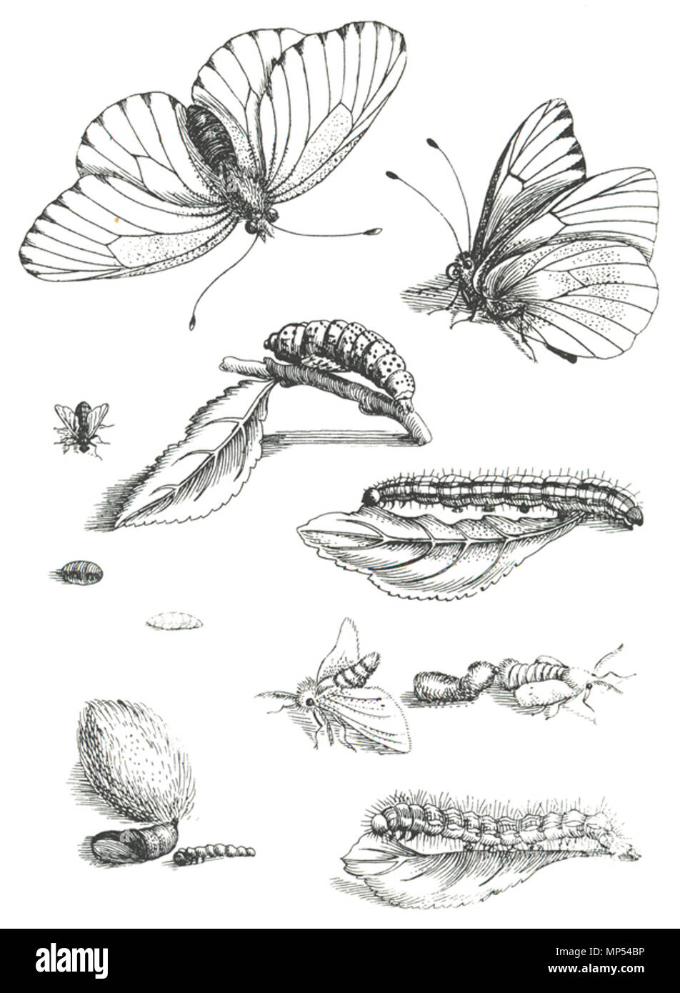 Español: Plancha extraída de Erucarum Ortus. Maria Sibylla Merian (1647 - 1717) Alternative Namen Maria Sibylla Graff Beschreibung Deutsche Maler, Aquarellist, Zeichner, Grafiker, Schriftsteller und Illustrator Datum der Geburt / Tod am 2. April 1647 13. Januar 1717 Ort der Geburt / Todes Frankfurt Amsterdam Arbeit Periode von 1670 bis 1717 Standort Nürnberg (1670-1685), Frankfurt (1685), Friesland (ca. 1685-1695), Amsterdam (1695-1717), Surinam (1699-1701) Kontrolle: Q 62530 VIAF: 106967757 ISNI: 0000 0001 2103 6369 ULAN: 500009826 80115855 LCCN: n NLA: 35859409 Wor Stockfoto