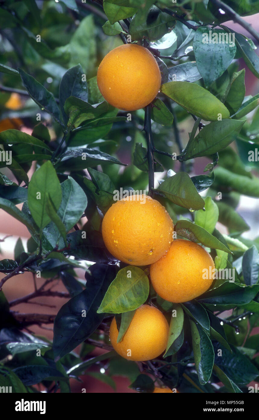 Reifen Orangen auf Obst Baum (Zitrusfrüchte Stockfotografie - Alamy