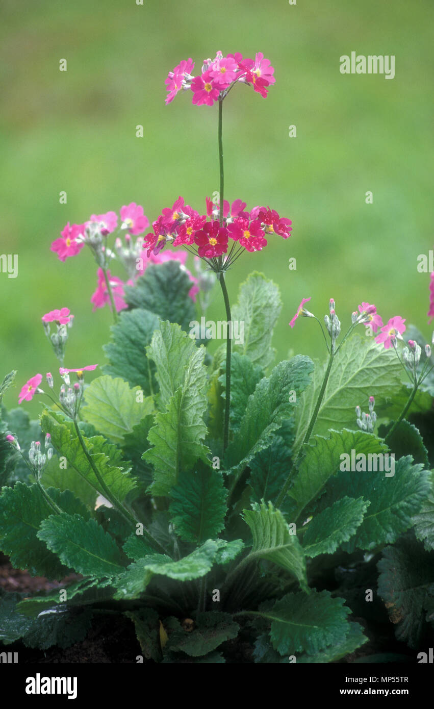 Rosa Primula Blumen, die einen Gartenweg umsäumen Stockfoto