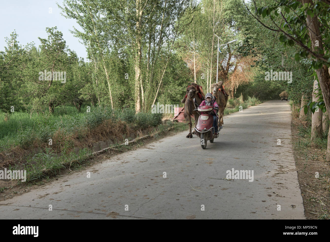 Kamele joggen Home mit ihrem Besitzer, Dunhuang, Gansu, China Stockfoto