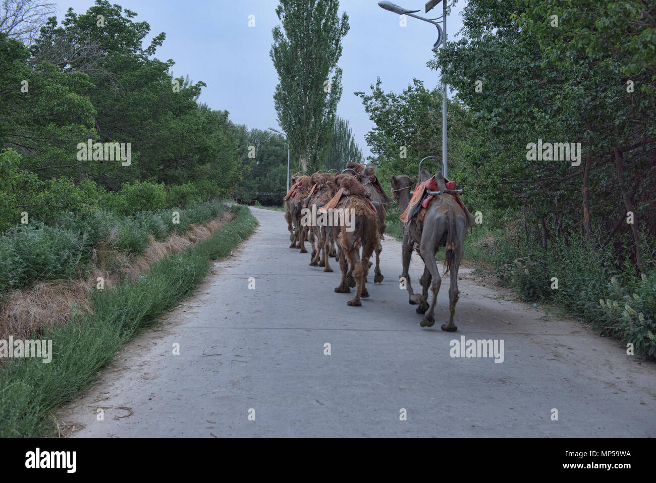 Kamele joggen Home mit ihrem Besitzer, Dunhuang, Gansu, China Stockfoto