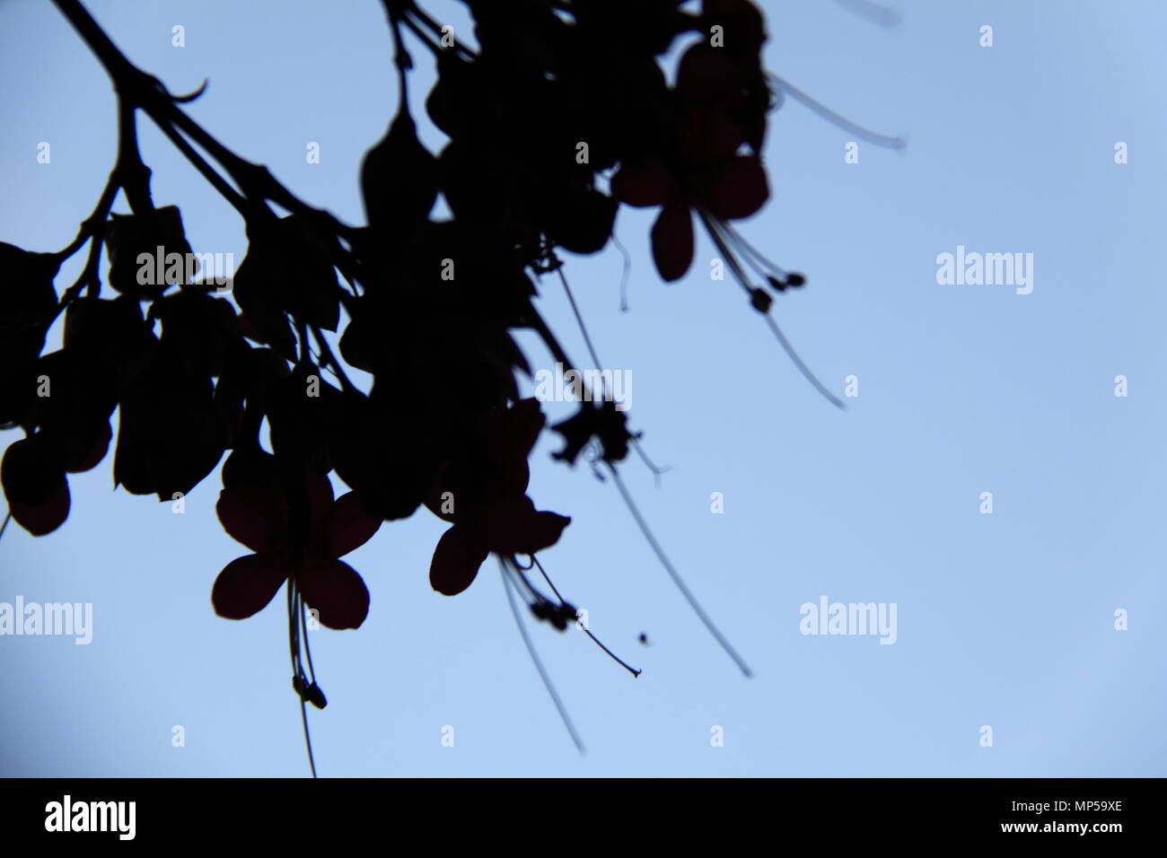 Silhouette der Rosa Phebalium (Phebalium Nottii) Stockfoto