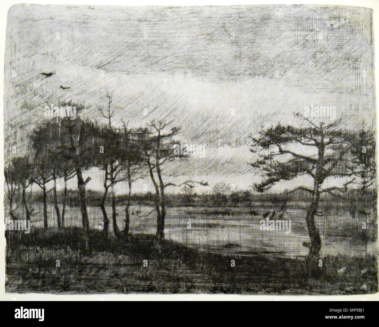 Englisch Tannen Durch Einen Sumpf Kugelschreiber Und Bleistift F1249 14 X 17 Zoll Francais Dessin