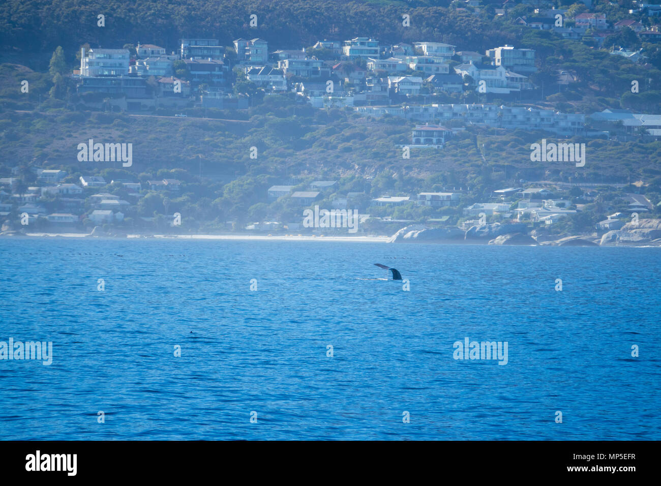 Einen Southern Right Wal Tauchgänge vor der wohlhabenden Vororten von Kapstadt, Südafrika Stockfoto