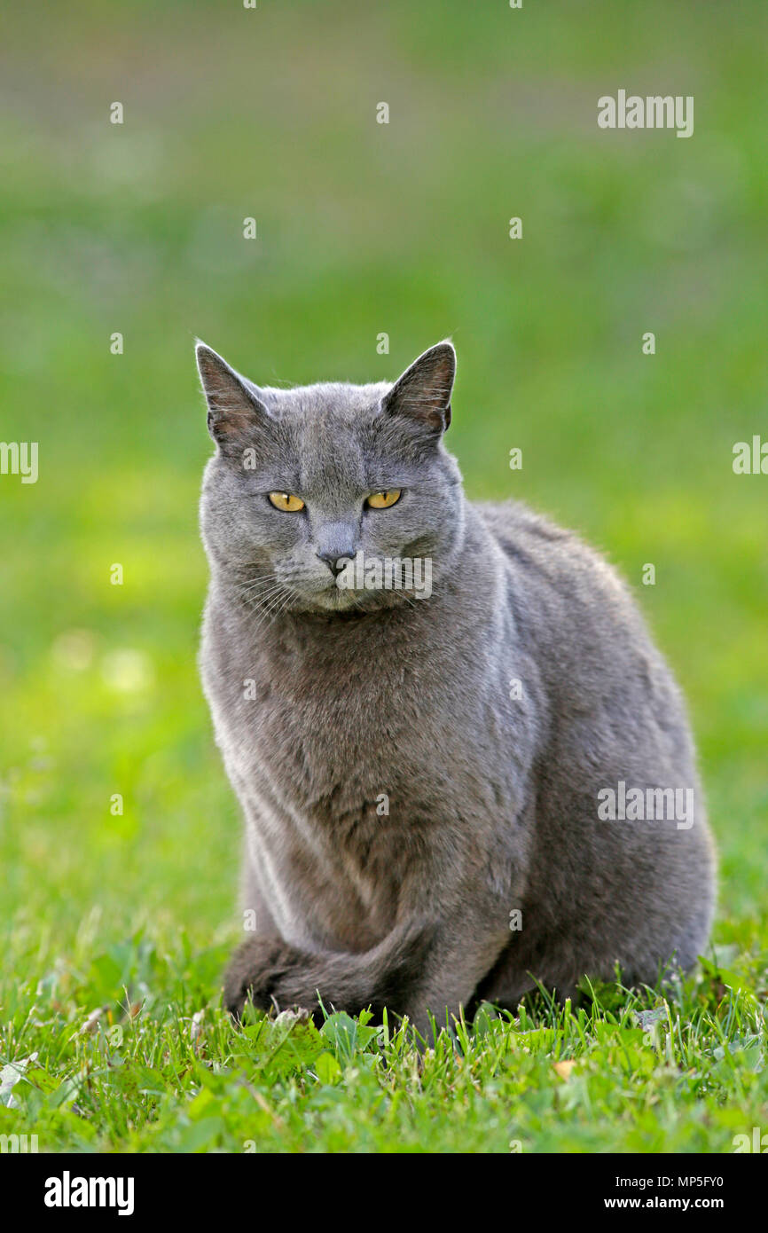 Schöne Katze Russisch Blau sitzen im Gras, beobachten. Stockfoto