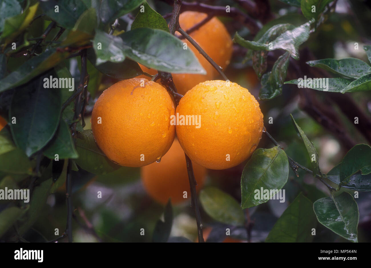 Orangen CLOSE-UP (Citrus sinensis) Stockfoto