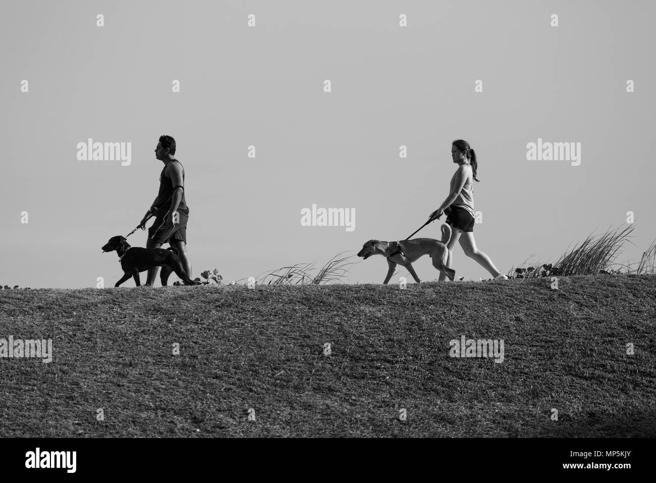 Monochrom eines Indianers und einer Chinesin in Ponyschwanz-Frisur gehen mit Hunden im Park aus der niedrigen Perspektive. Singapur. Stockfoto