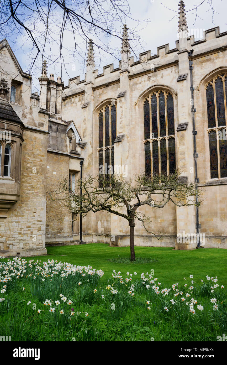 Newton's berühmten Apple Tree in Trinity Collage, Cambridge, England. Stockfoto