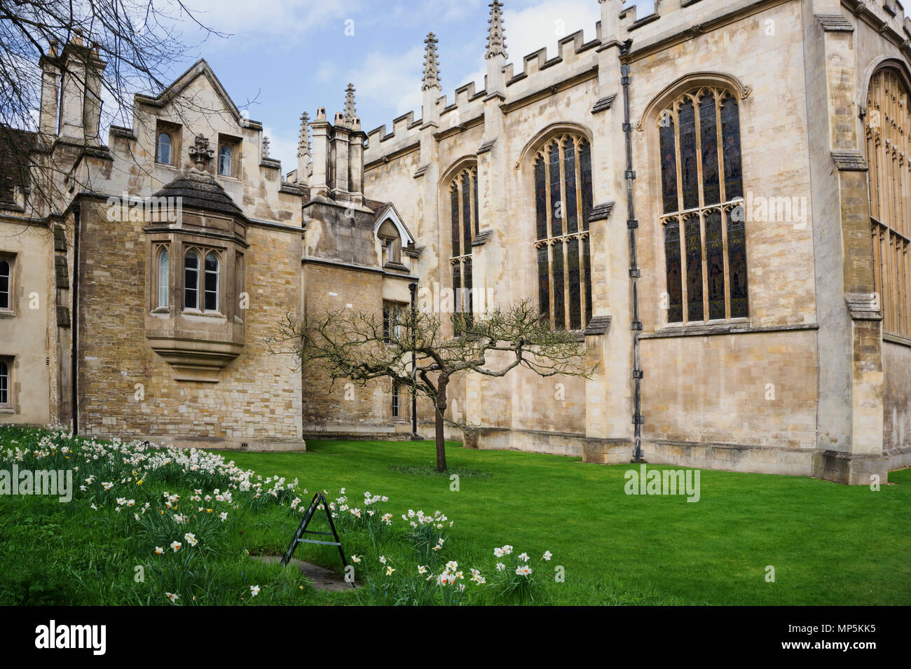 Newton's berühmten Apple Tree in Trinity Collage, Cambridge, England. Stockfoto