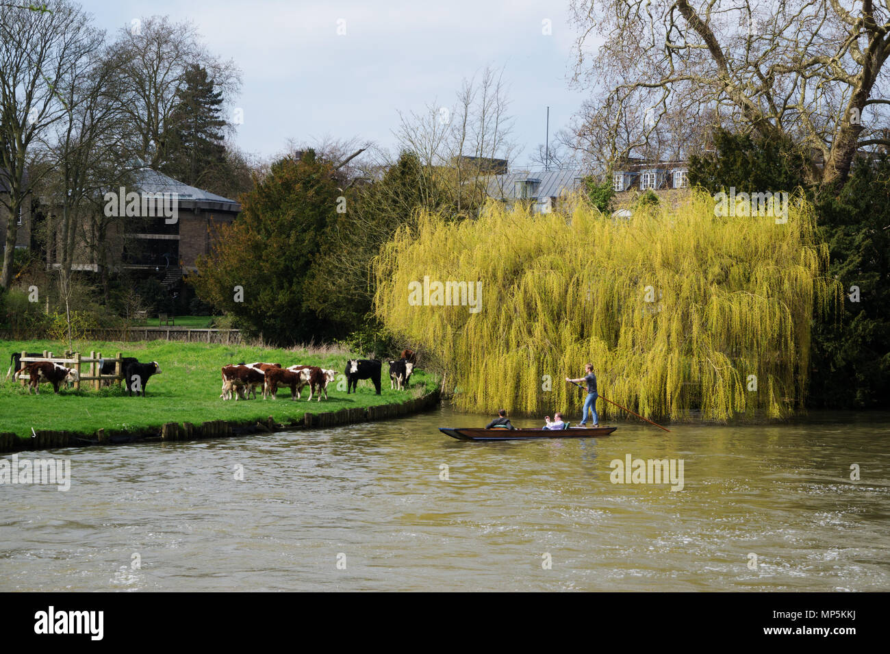 In Cam Fluss Stochern und Rinder grasen, Cambridge, England Stockfoto