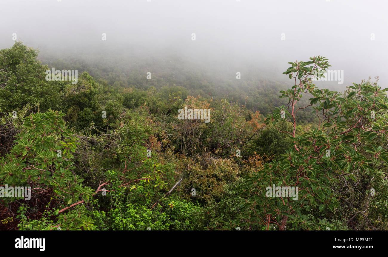 Ein regnerischer Tag im Karmel Berge im Norden Israels Stockfoto