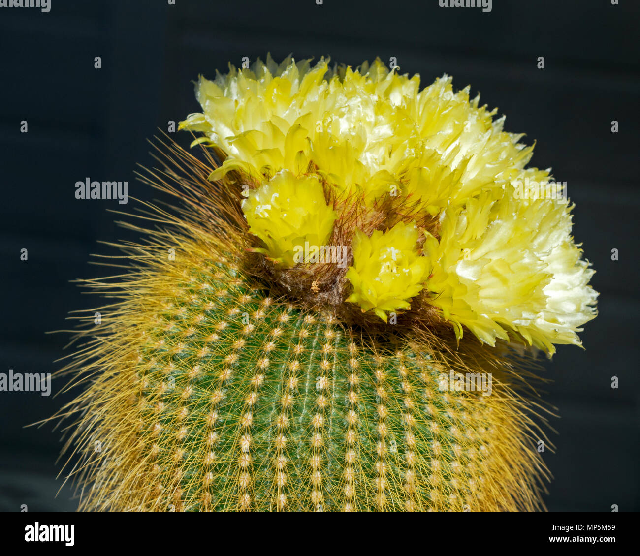 Goldene Kugel Kaktus in voller Blte in einem Topf Stockfotografie - Alamy