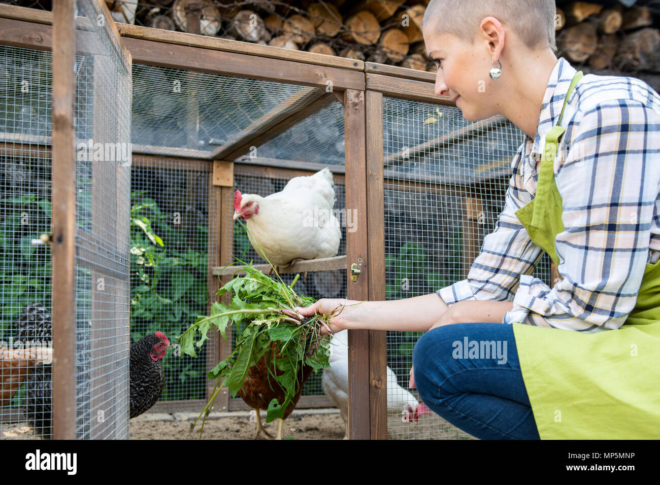 Junge Frau ihre freie Hühner füttern. Ei Legehennen und junge Frau Bauer. Gesunde organische Essen Lifestyle. Nachhaltige Landwirtschaft. Stockfoto